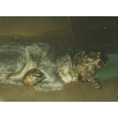 SLM P2020-0005 - Hund med sovande katt