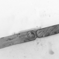 SLM 2264 - Papperskniv av horn, från Nyköping