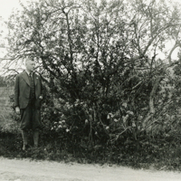 SLM P11-6977 - Fridlyst Salix aurita x caprea vid Munkebo 6 juni 1938