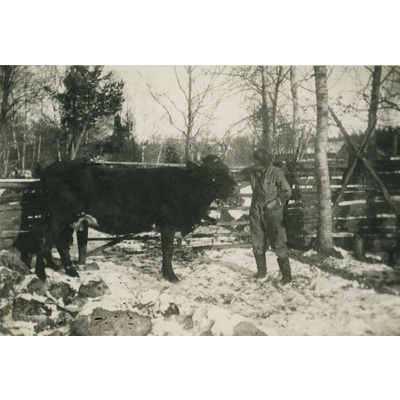 SLM P07-585 - Karin Hall med en ko, 1931