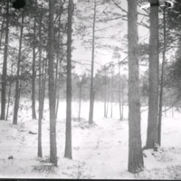 SLM Ö456 - Skogsparti vintertid