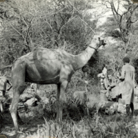 SLM FH0137 - Kamel och förare, Elåd i Etiopien 1935-1936