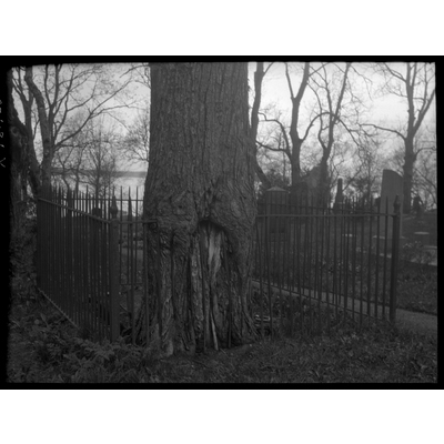 SLM X481-80 - Träd invuxet i gravstaket, Julita kyrkogård