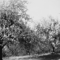 SLM P09-965 - Blommande fruktträd vid Katrineborg i Vadsbro socken år 1946
