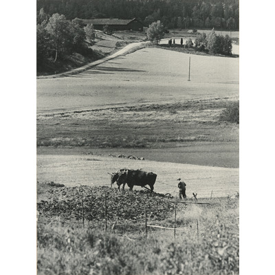 SLM P2022-1639 - Ivar Karlsson och oxarna plöjer åkern, Långmaren 1968