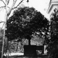 SLM P09-425 - Lagerträd vid Nynäs, 1930-tal