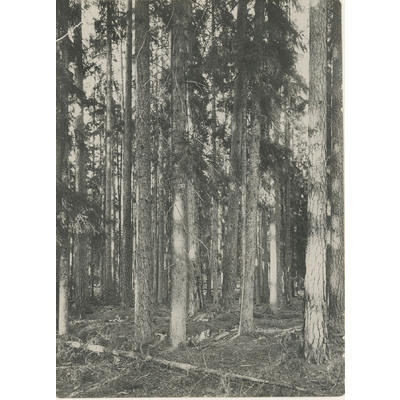 SLM M004404 - Mossängens naturreservat i Björkvik år 1939