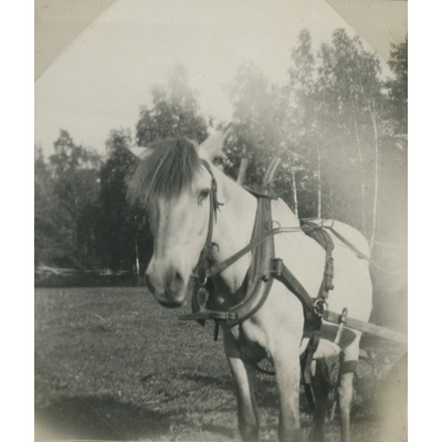 SLM P07-530 - En påselad häst, Björktorp 1928