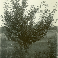 SLM P11-5733 - Sickelsjöäpple i trädgården på Mörkhulta