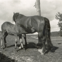 SLM P12-273 - Hästen Stjärna med föl, tidigt 1940-tal