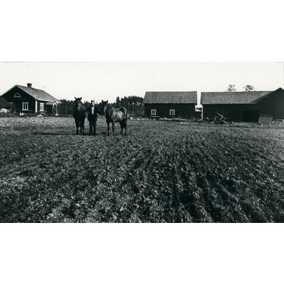 SLM SEM_Eg1645 - Ernst med två hästar vid Mariedal nära Sidhem. Ernst var född 1903.
