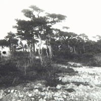 SLM X1142-80 - Vegetationsbild från sandstranden vid Herrhamra, 1921
