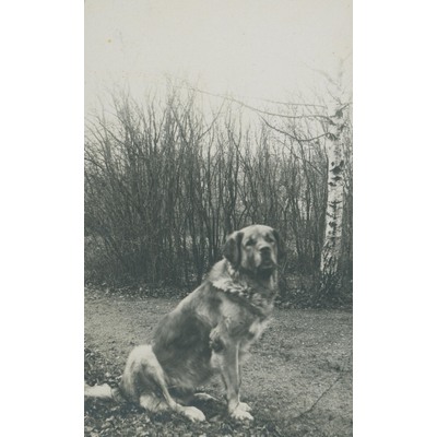 SLM P09-1569 - Porträtt av hund i trädgård