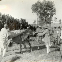 SLM FH0071 - Tältet lastas på en mula, Röda Korset i Etiopien 1935-36