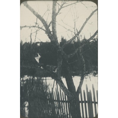 SLM P09-1561 - Katt i träd, vintermotiv