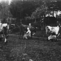 SLM R218-85-8 - Mjölkning i Tystberga på omkring 1910-talet