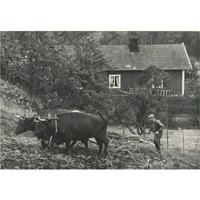 SLM P2022-1629 - Ivar Karlsson på Långmaren med oxarna, 1968