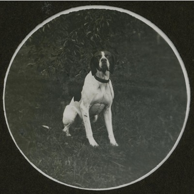 SLM P09-1530 - Fotografi av en hund på gräsmatta