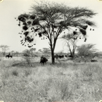SLM FH0218 - Karavan vid akacia med vävarfågelbon, Etiopien 1935-1936
