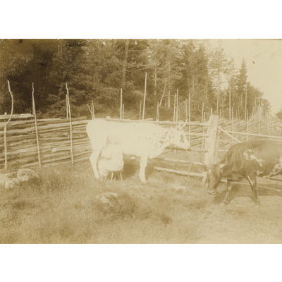 SLM P07-476 - Kvinna mjölkar ko i hage
