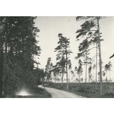 SLM X151-80 - Skogsbild med vacker fröskog