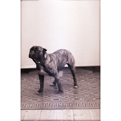 SLM X787-78 - Porträtt på en hund