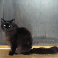 SLM D05-348 - Tioåriga katthannen Lakrits år 2005