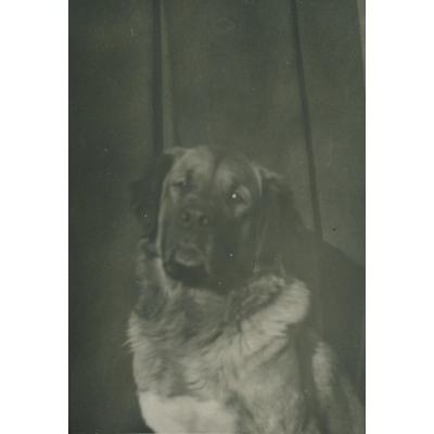 SLM P09-1573 - Porträtt av en hund