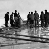 SLM P09-1668 - Strömmingsfiske med not på Ålöfjärden, tidigt 1900-tal