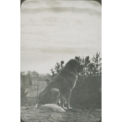 SLM P09-1549 - Fotografi av hund i landskap