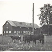 SLM M008301 - Ungdjursladugården på Baggebol i Gryts socken. 1940-1950-tal