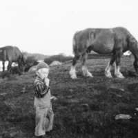 SLM P05-07 - Åke Andersson och hästen Brunte på gården Stäket, Sorunda socken 1943