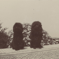 SLM P09-2009 - Kronprinsessan Victorias hundar Tom och Pussy, Anacapri, Capri omkring år 1904
