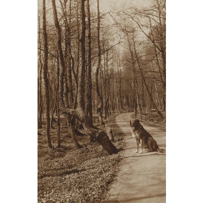 SLM P09-1577 - Hund på en väg i skogen