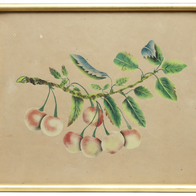 SLM 11998 3 - Akvarell, körsbär, av Hilda Lundqvist (1858-1944)