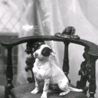 SLM M033899 - Porträtt av en hund på en stol.