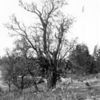 SLM M020247 - Odling av träd och buskar
