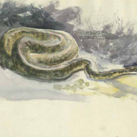 SLM 5670 - Akvarell, motiv med orm av Roger Reboussin 1912
