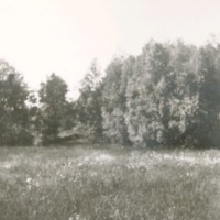 SLM M032591 - Skogsdunge, från albumet 