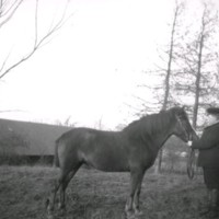 SLM Ö513 - Carl Åkerhielm med en osadlad häst på Ökna, 1890-tal
