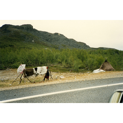 SLM HE-S-17 - Renskinn längs vägen, Ifjord Norge, 1987
