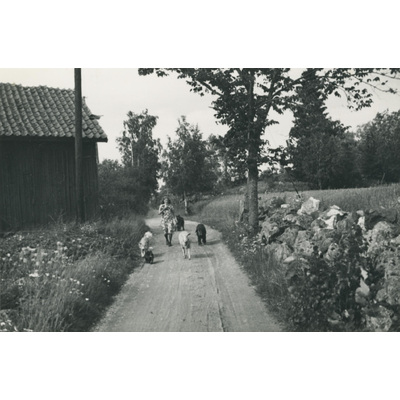 SLM P07-375 - Promenad på landsväg med hundar, får och katt