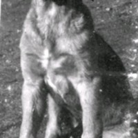 SLM M034128 - En hund.