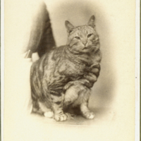 SLM P11-6277 - Porträttbild av en katt
