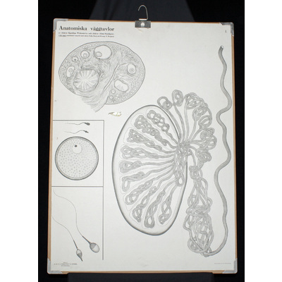 SLM 53969 - Skolplansch - Anatomisk, spermier