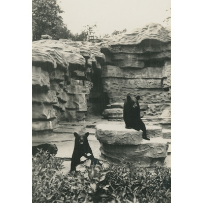 SLM P2022-1236 - Björnar på Detroit Zoo