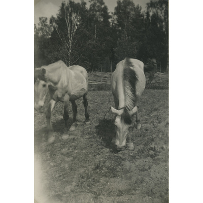 SLM P07-528 - Två hästar på bete, Björktorp 1928