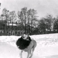 SLM M034024 - Hund och kvinna busar i snön.