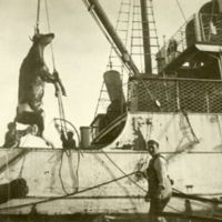 SLM M025279 - Kor hivas över bord från grundstötta S/S Tjust 1918