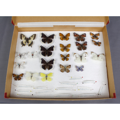 SLM 38351 - Undervisningslåda med fjärilar